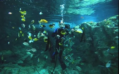 photo Offre : Océanopolis